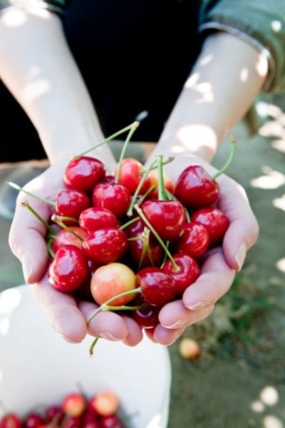 Are Cherries Low FODMAP?