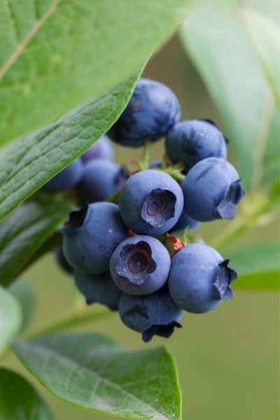 Are blueberries good for you?