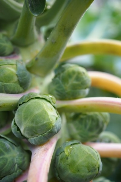 Are brussels sprouts good for you?