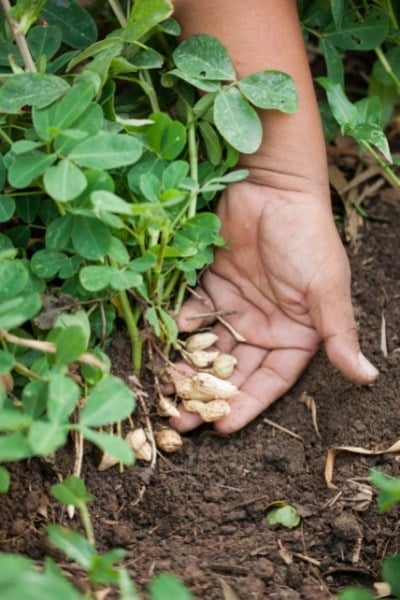 Are oil-roasted peanuts low in FODMAPs?