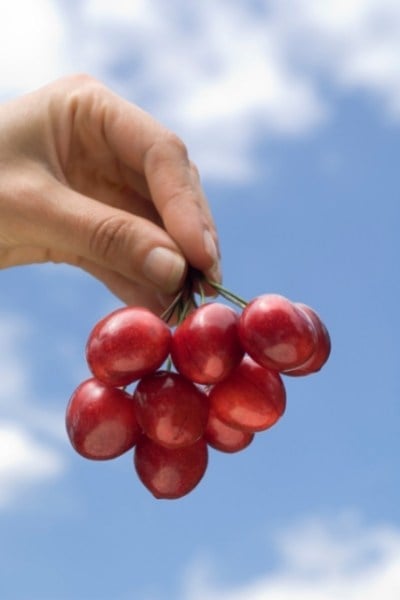 Benefit you can get from eating cherries is improved heart health