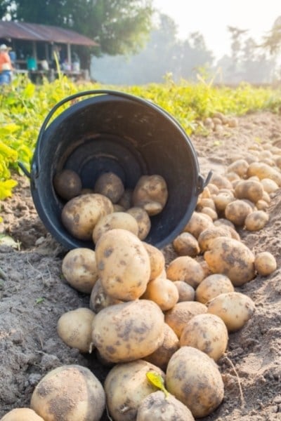 How can you make potatoes a complete protein?