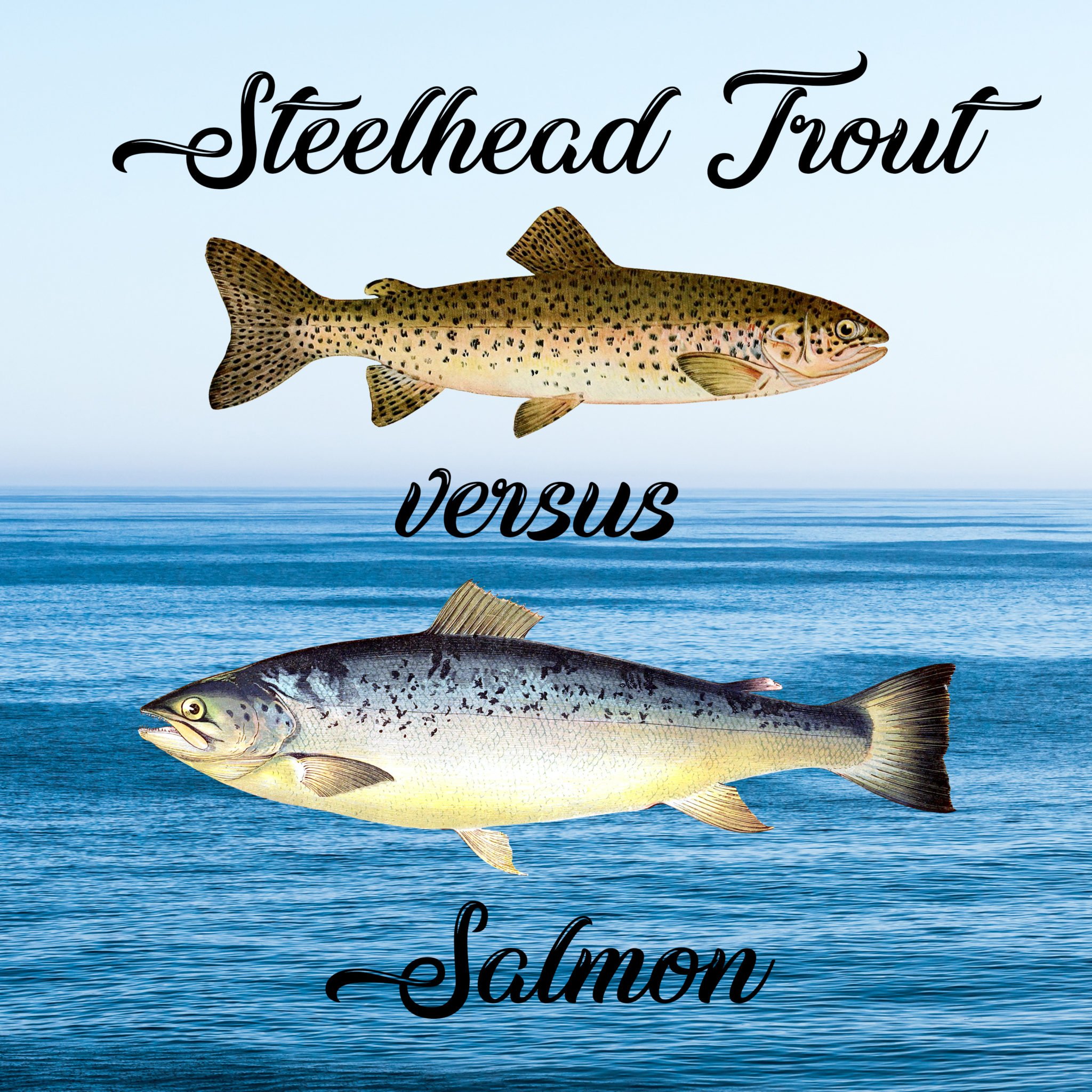 The difference between steelhead trout versus salmon
