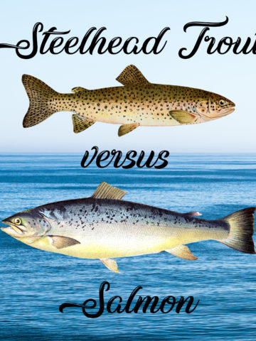 Steelhead Trout Vs. Salmon: Differences and Similarities