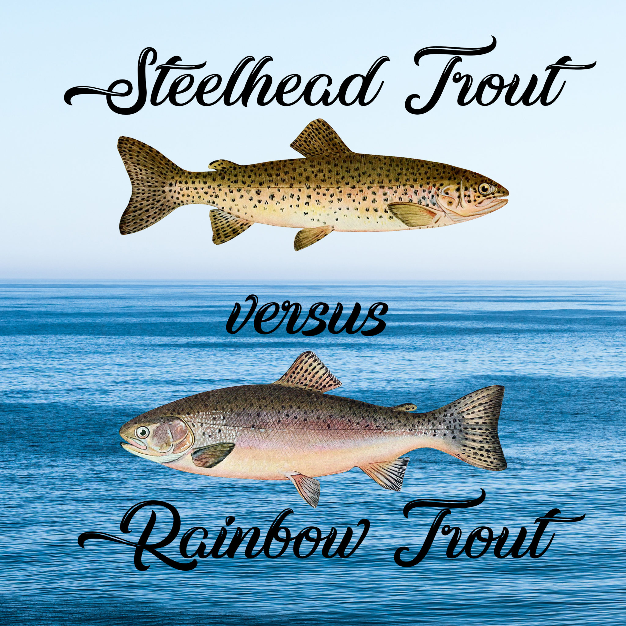 Steelhead Trout Vs Rainbow Trout 2048x2048