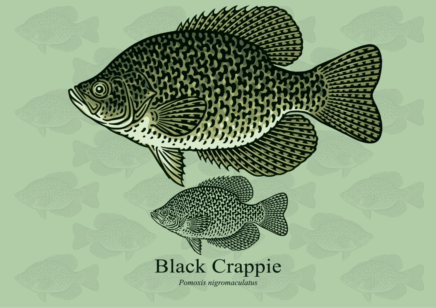 Black Crappie Fish Vector