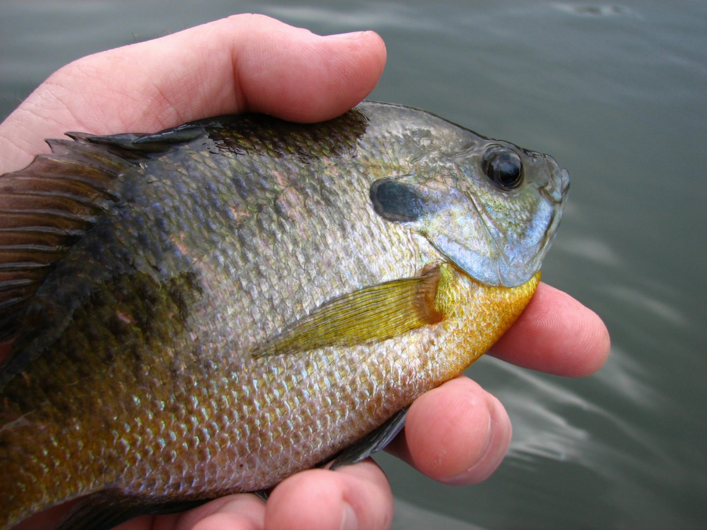 Bluegill Bream