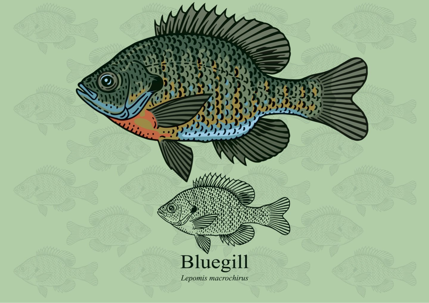 Bluegill Fish Vector
