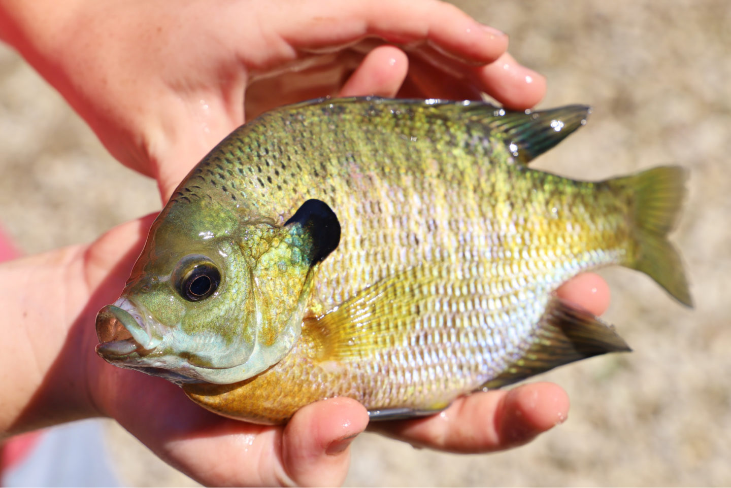 bluegill sunfish