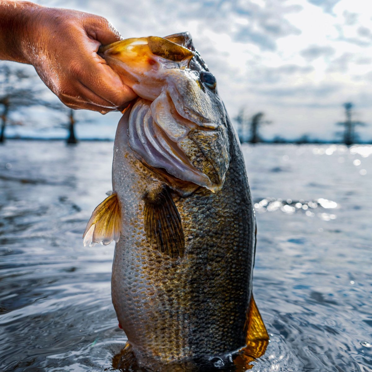 catching a largemouth bass