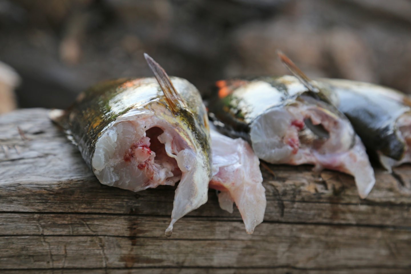 Cleaned And Cut Largemouth Bass Fish