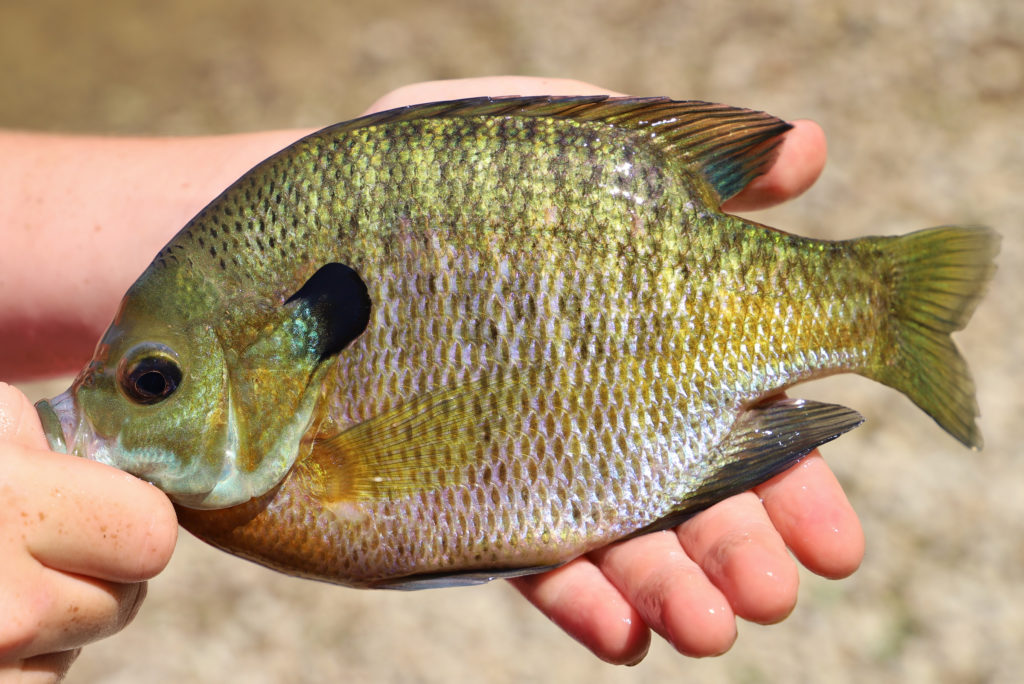 Bluegill vs. Sunfish: What Is The Difference? - Tastylicious