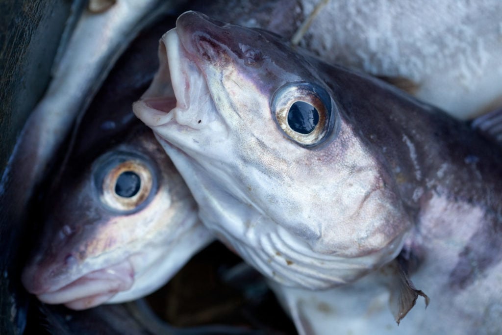 Haddock vs. Cod Which is better? Tastylicious