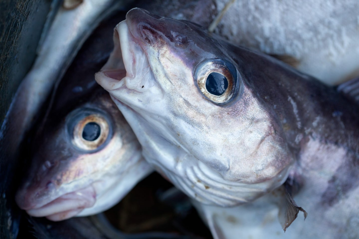 Fresh Caught Haddock