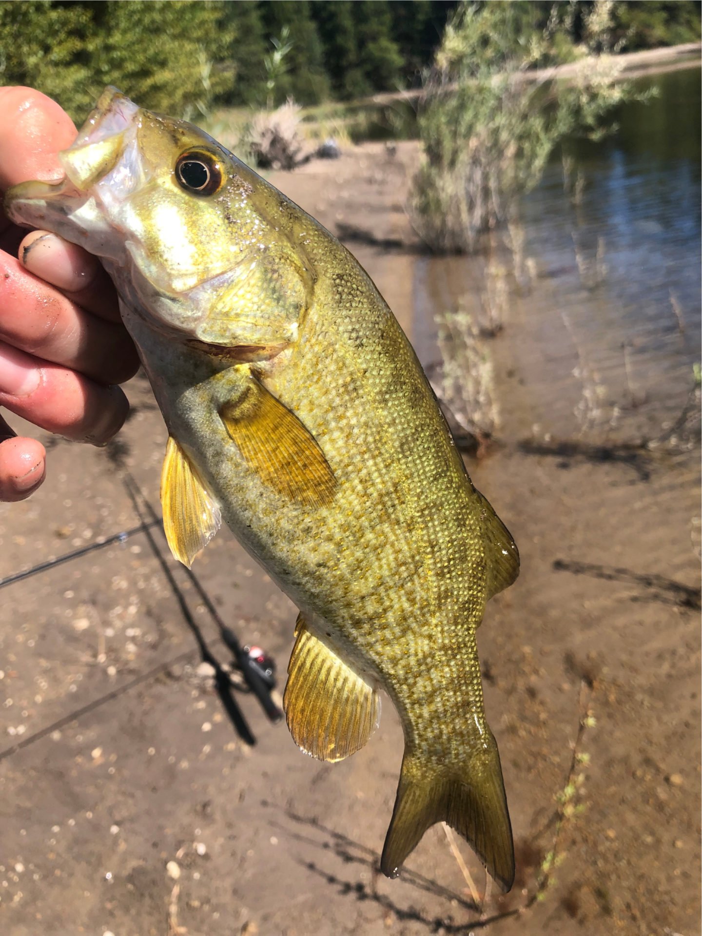 Fresh Caught Spotted Bass