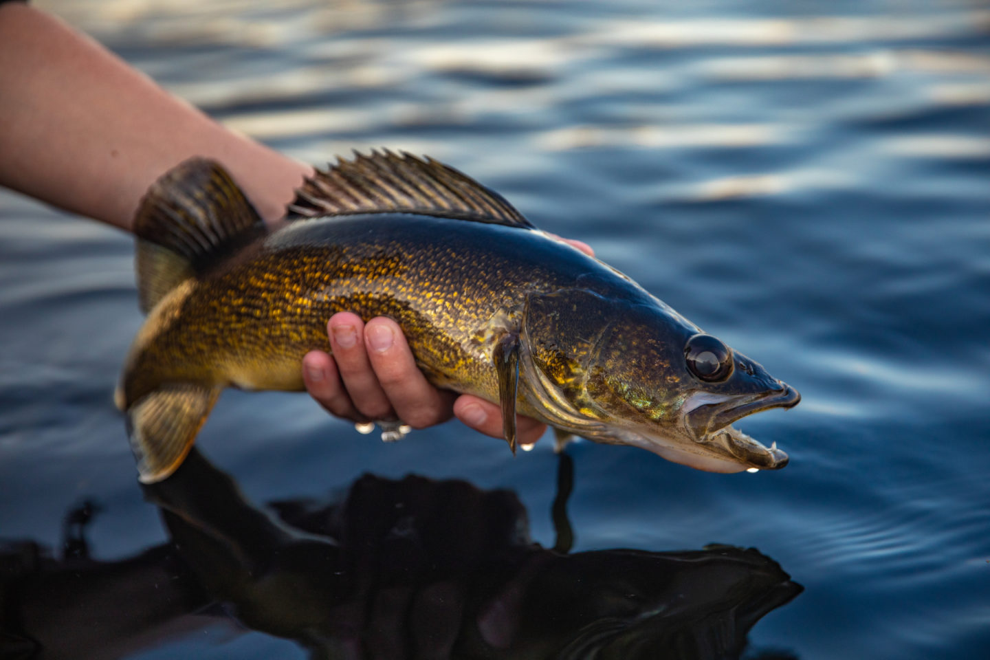 Fresh Caught Walleye