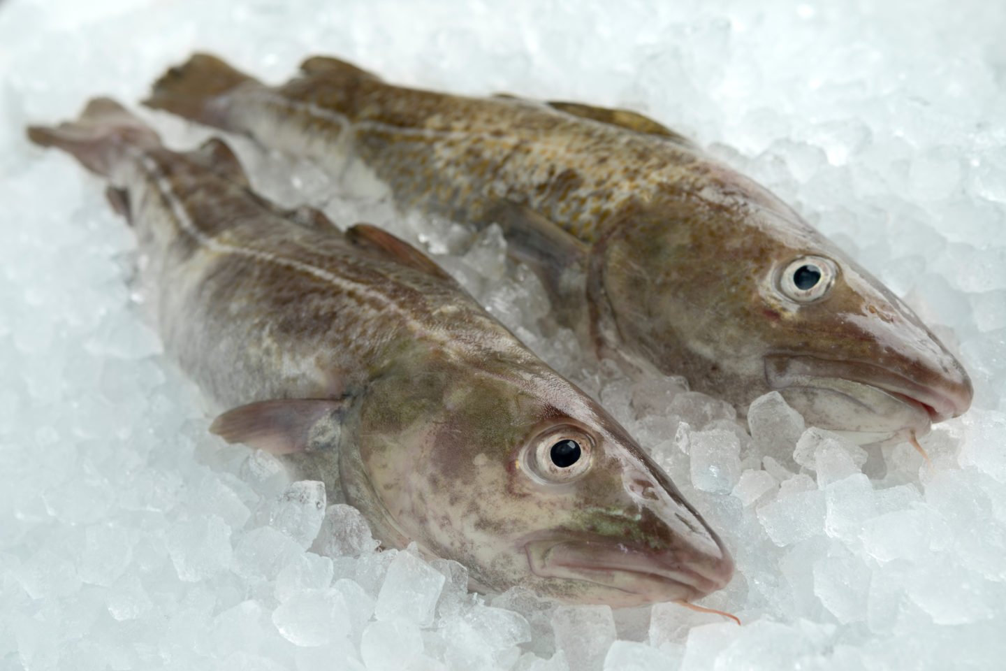 Fresh Cod Fish On Ice