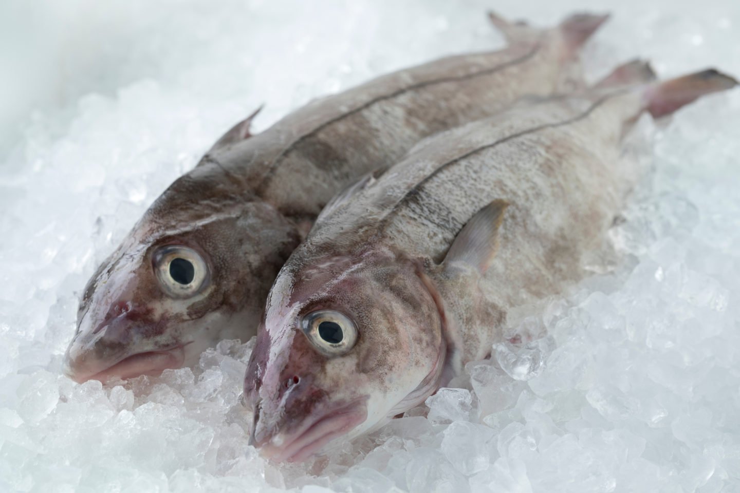 Fresh Haddock On Ice