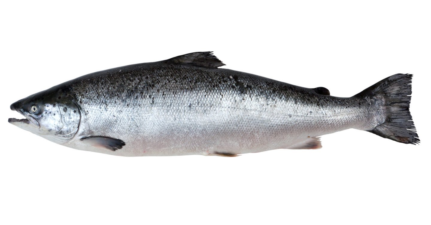 Fresh Salmon On White