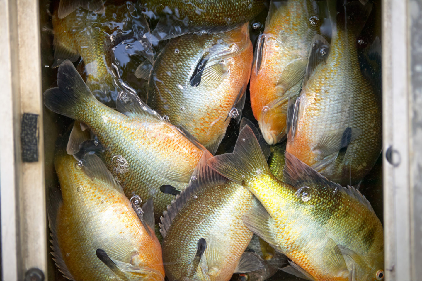 Freshly Caught Redbreast Sunfish