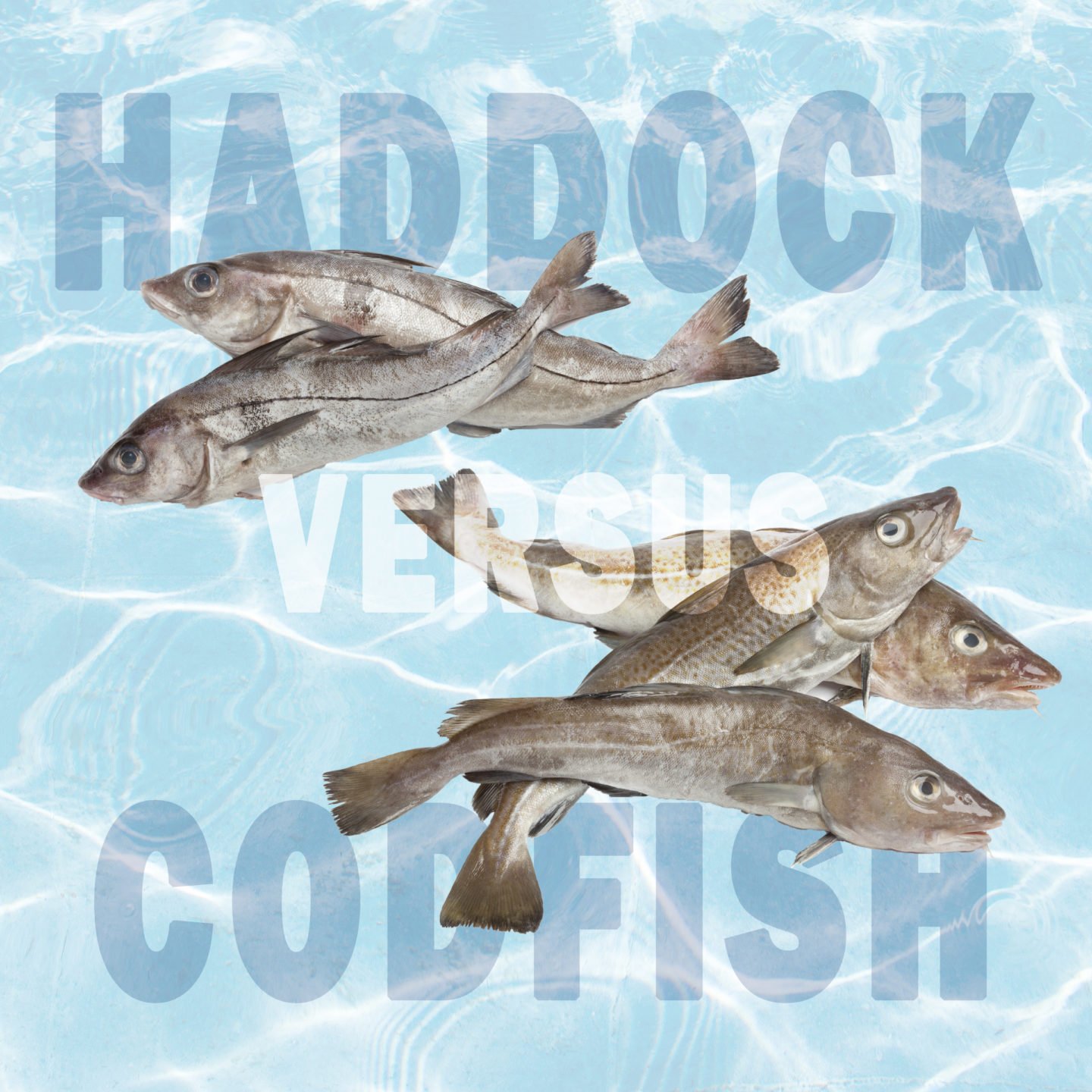 haddock vs cod differences