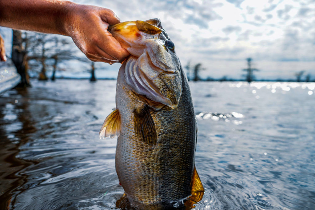 Can You Eat Largemouth Bass? Tastylicious