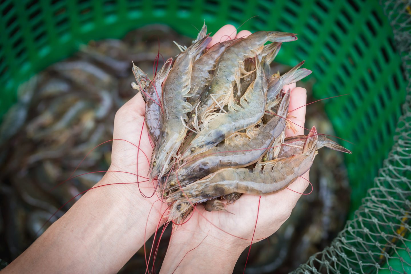 Hands Holding Fresh Shrimp