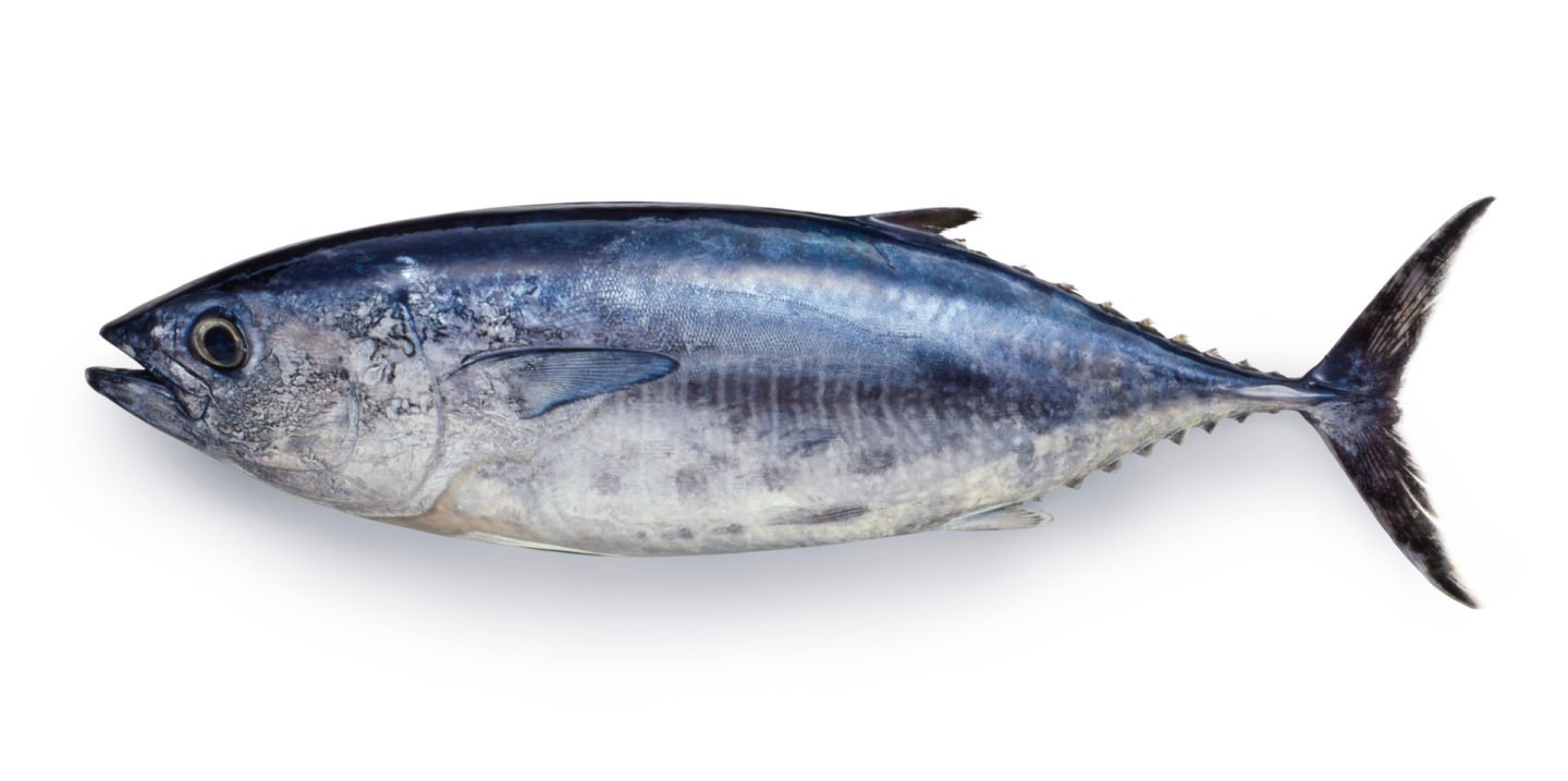 Japanese Yokowa Bluefin Tuna