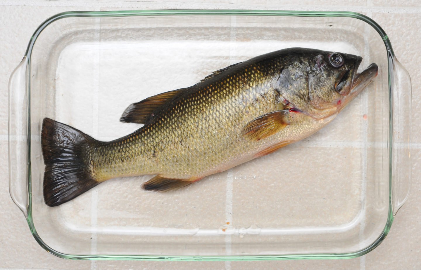 Largemouth Bass In Glass Dish