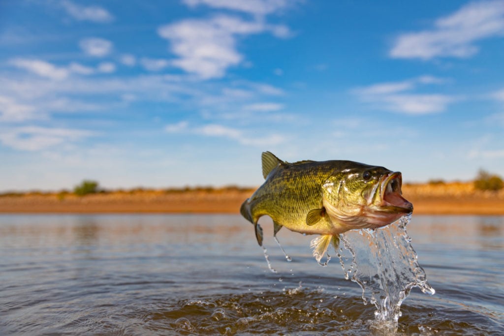 Can You Eat Largemouth Bass? Tastylicious