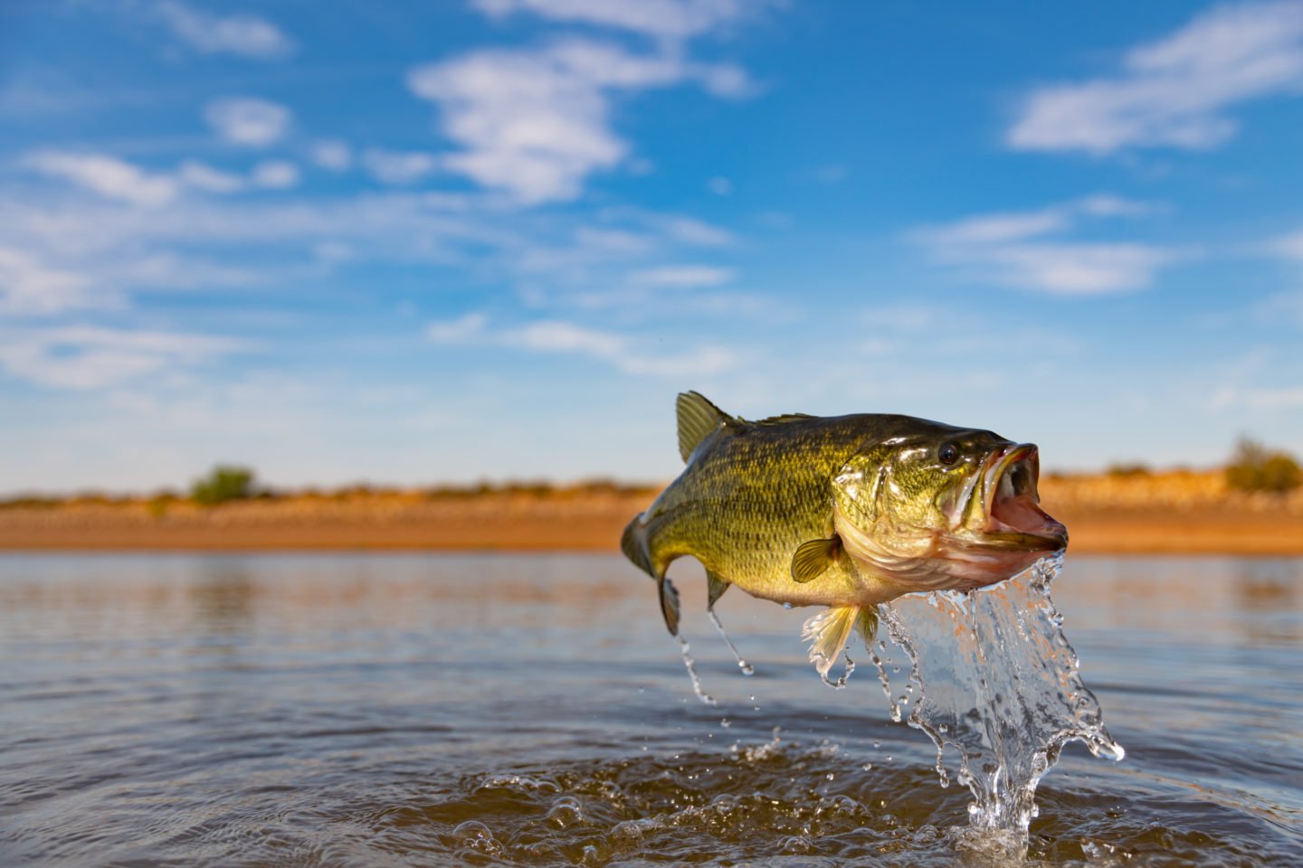 Largemouth Bass Jumping From Lake