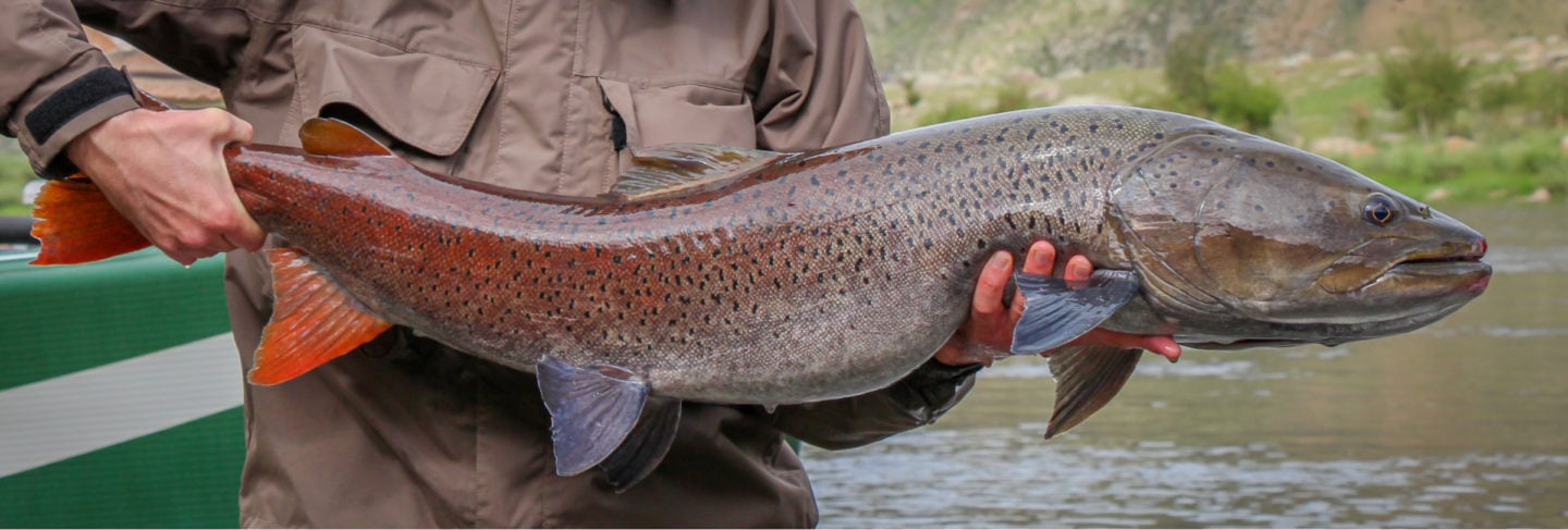 Largest Salmon Species