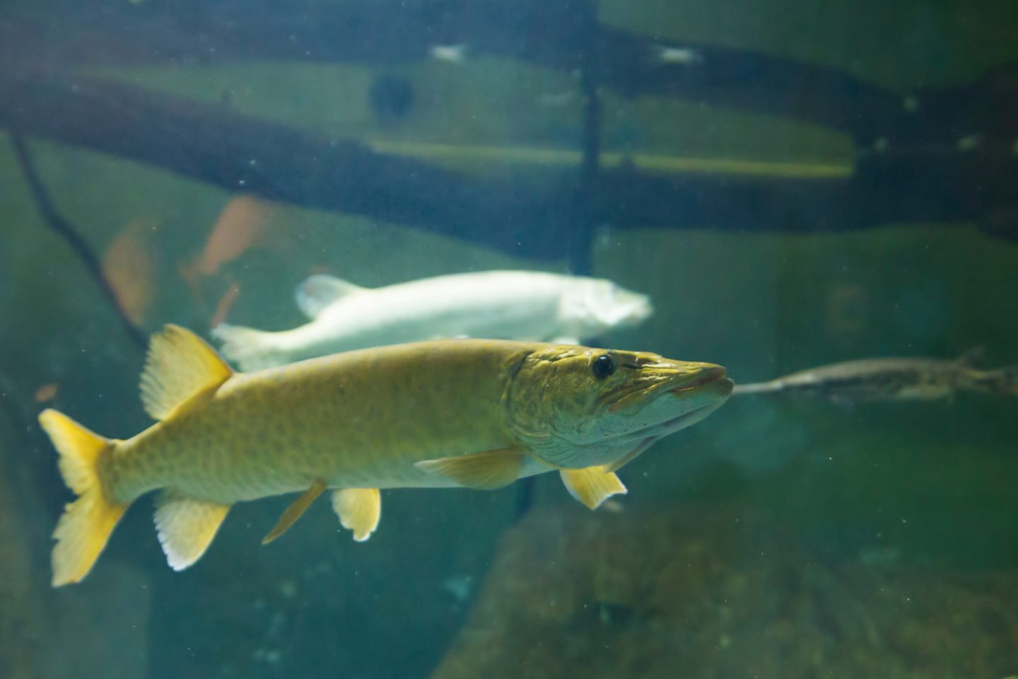 Live Muskellunge Or Musky Underwater