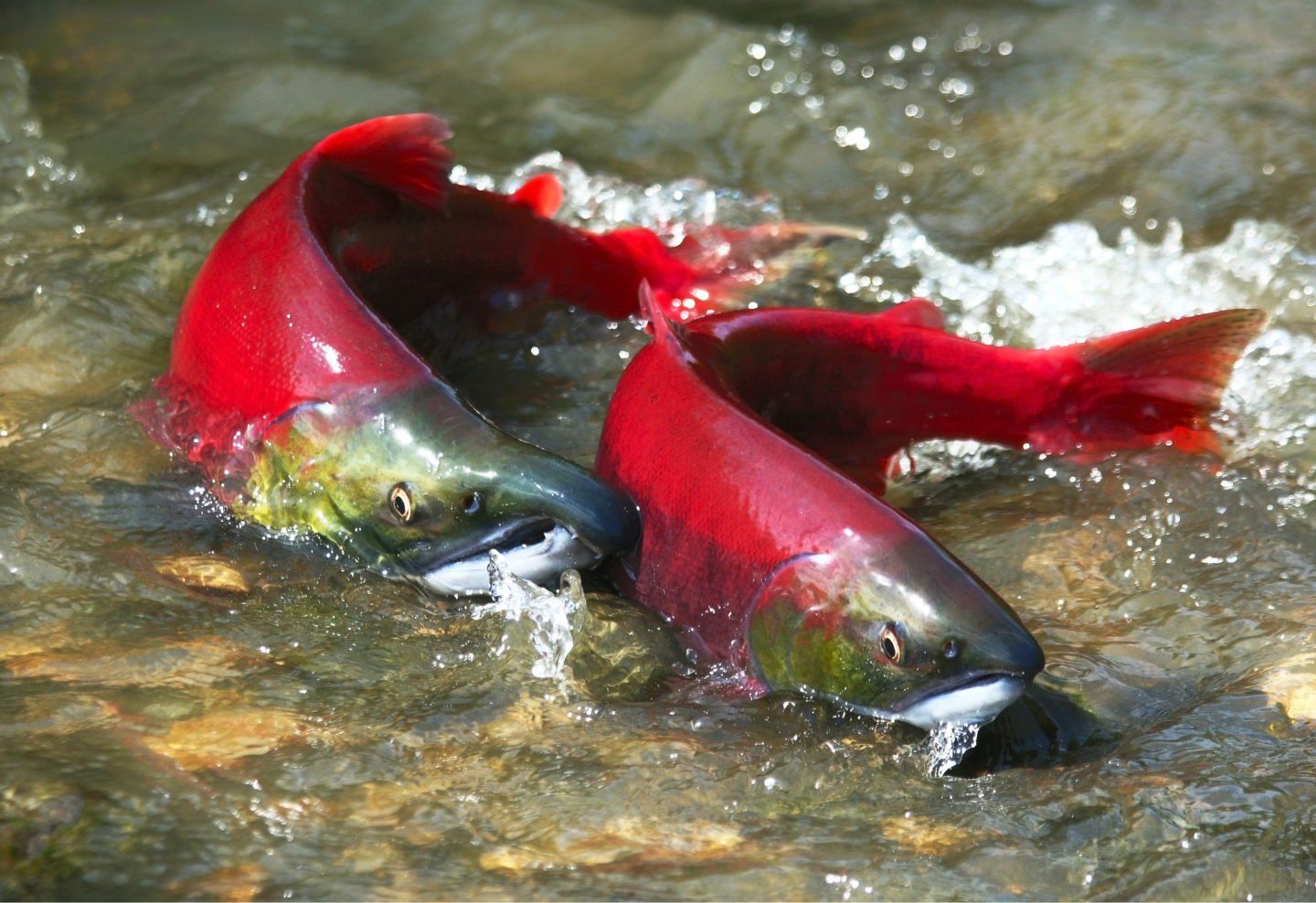 Male Female Sockeye Salmon Spawning In River