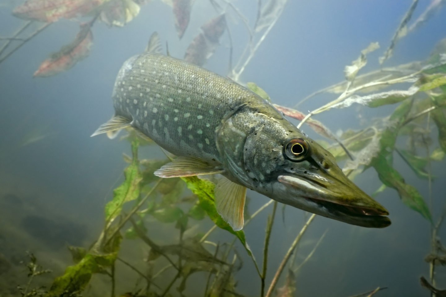 Pike In Lake