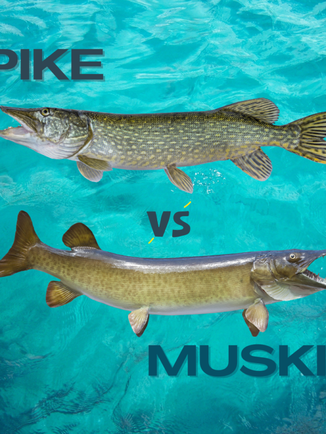 Pike vs. Pickerel What Is The Difference? Tastylicious