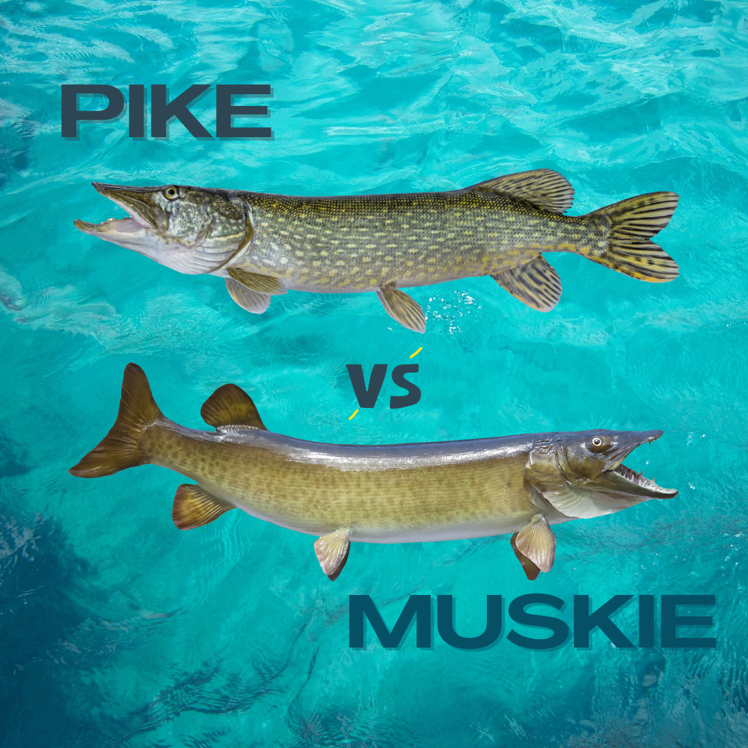 The difference between pike and muskie