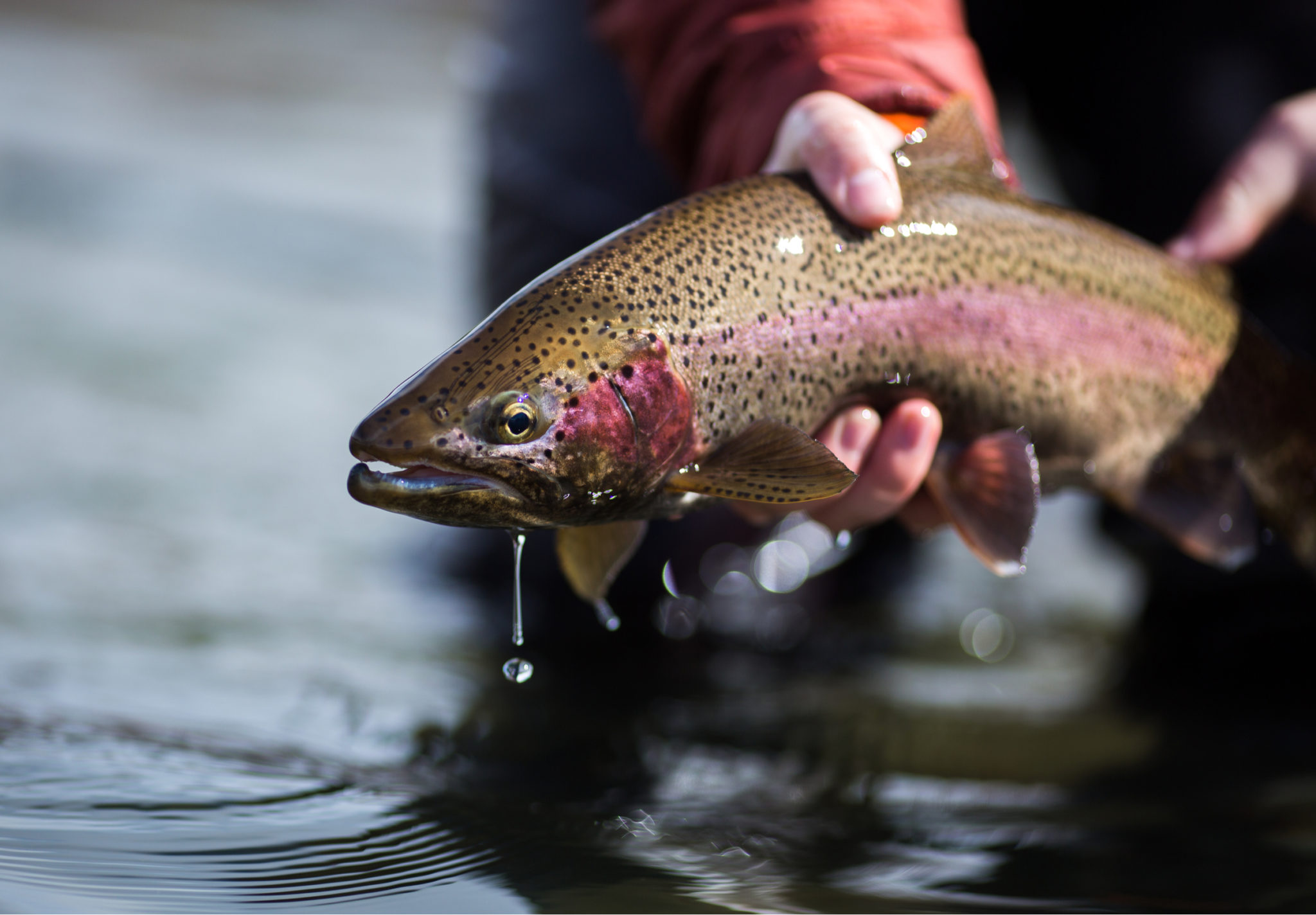 steelhead-vs-rainbow-trout-tastylicious