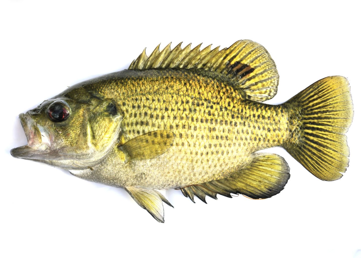 Rock Bass Sunfish