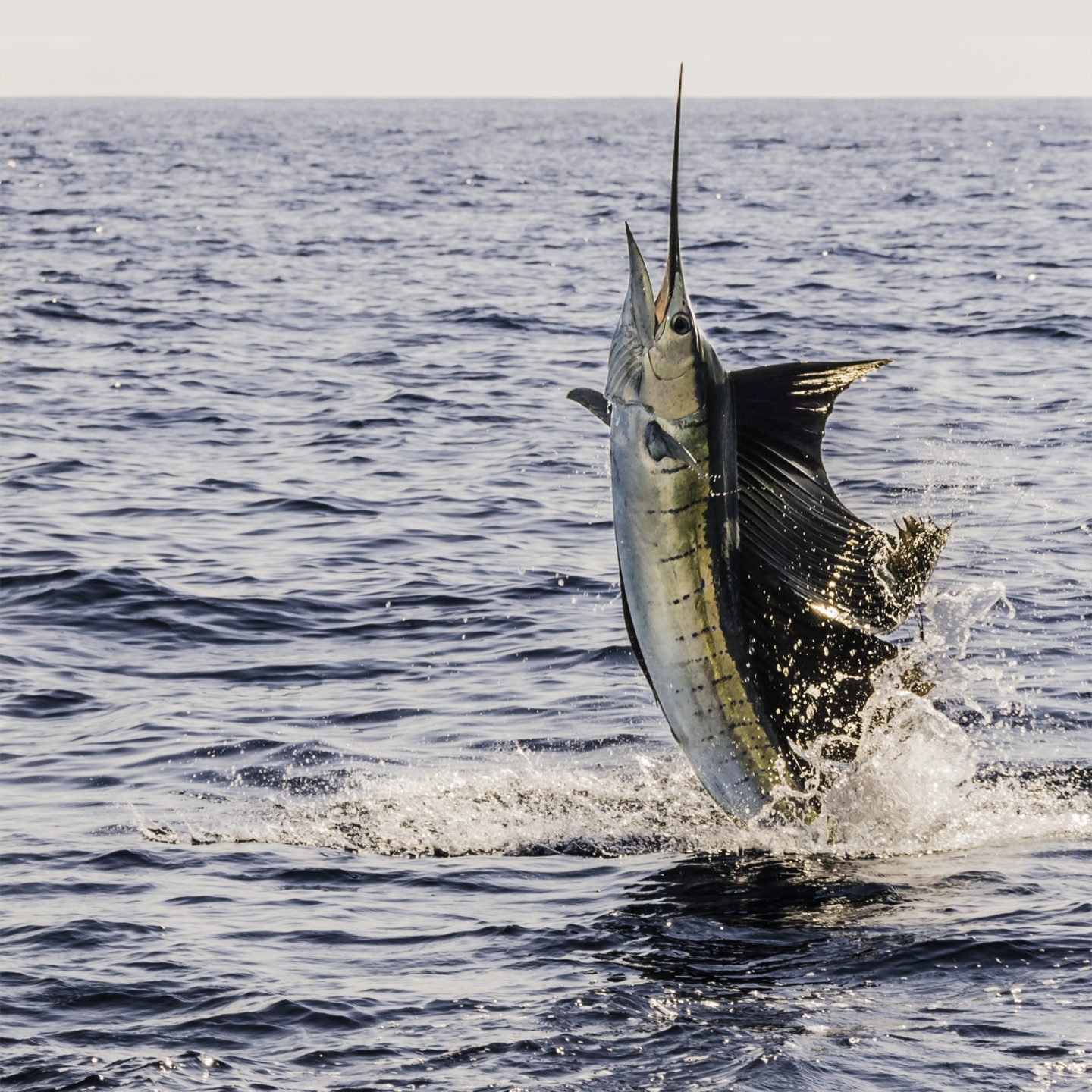 Sailfish Rising From The Water