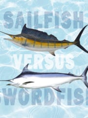Sailfish vs. Swordfish: All Their Differences
