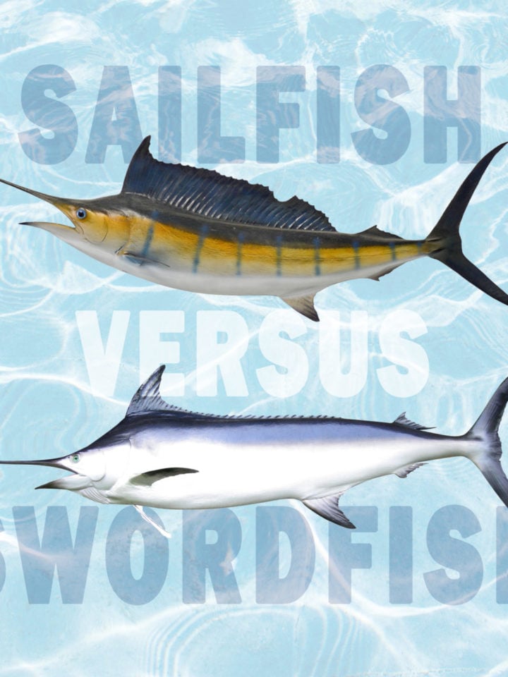 What Does Swordfish Taste Like? Ultimate Guide