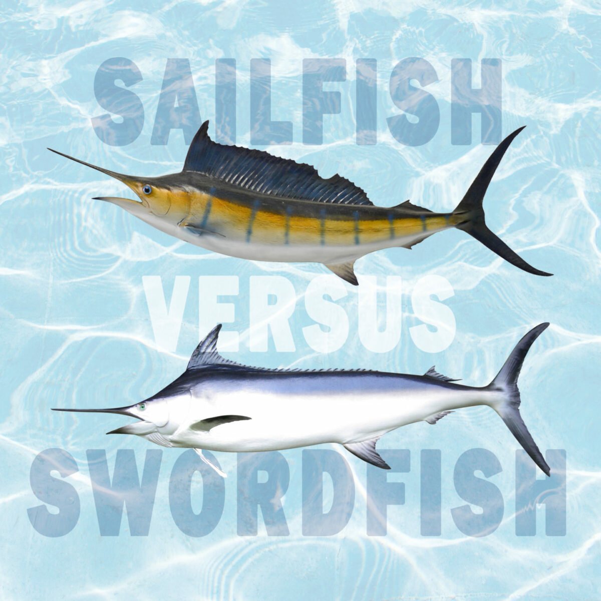 sailfish vs swordfish differences