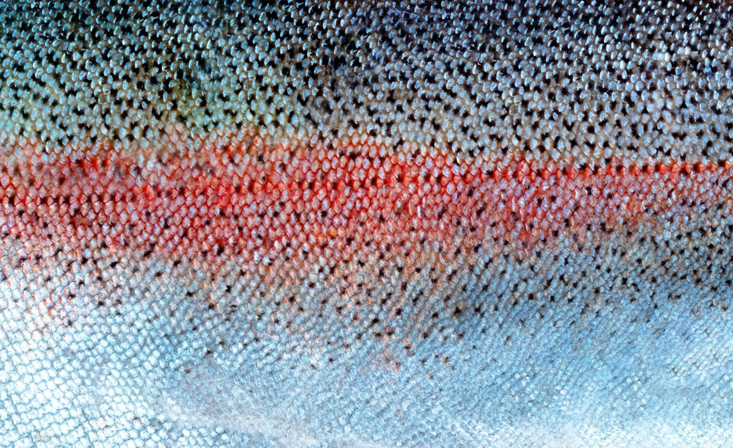 Salmon Trout Fish Scales