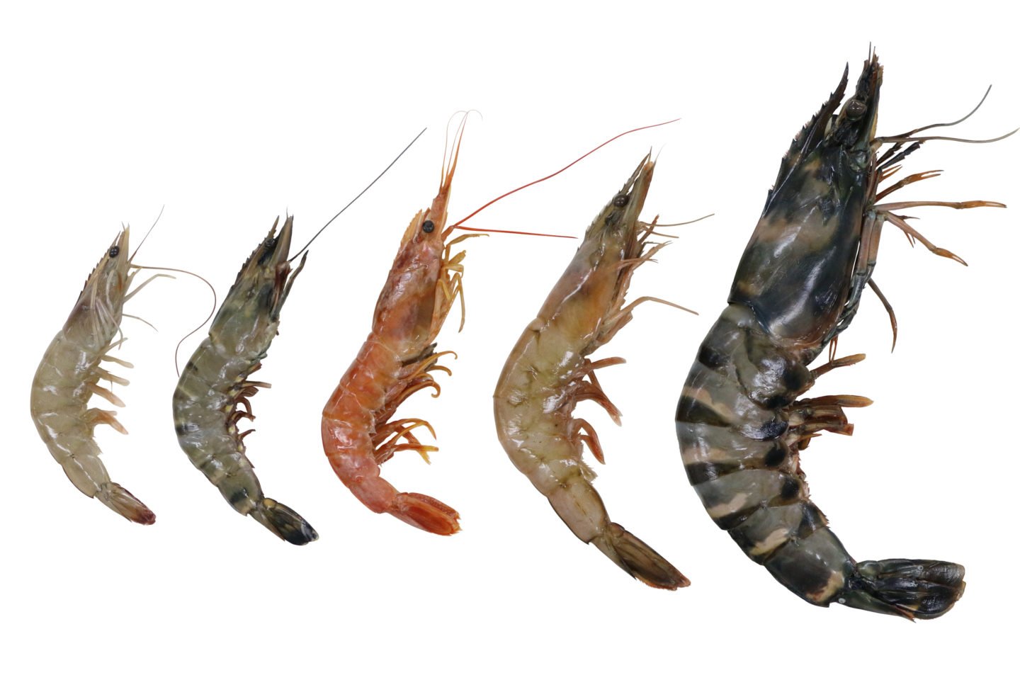 Shrimp Sizes