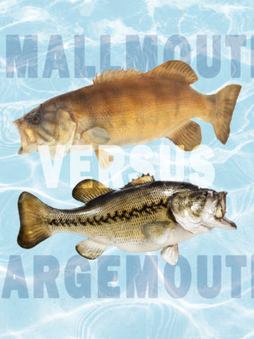 Comparing Smallmouth Versus Largemouth Bass