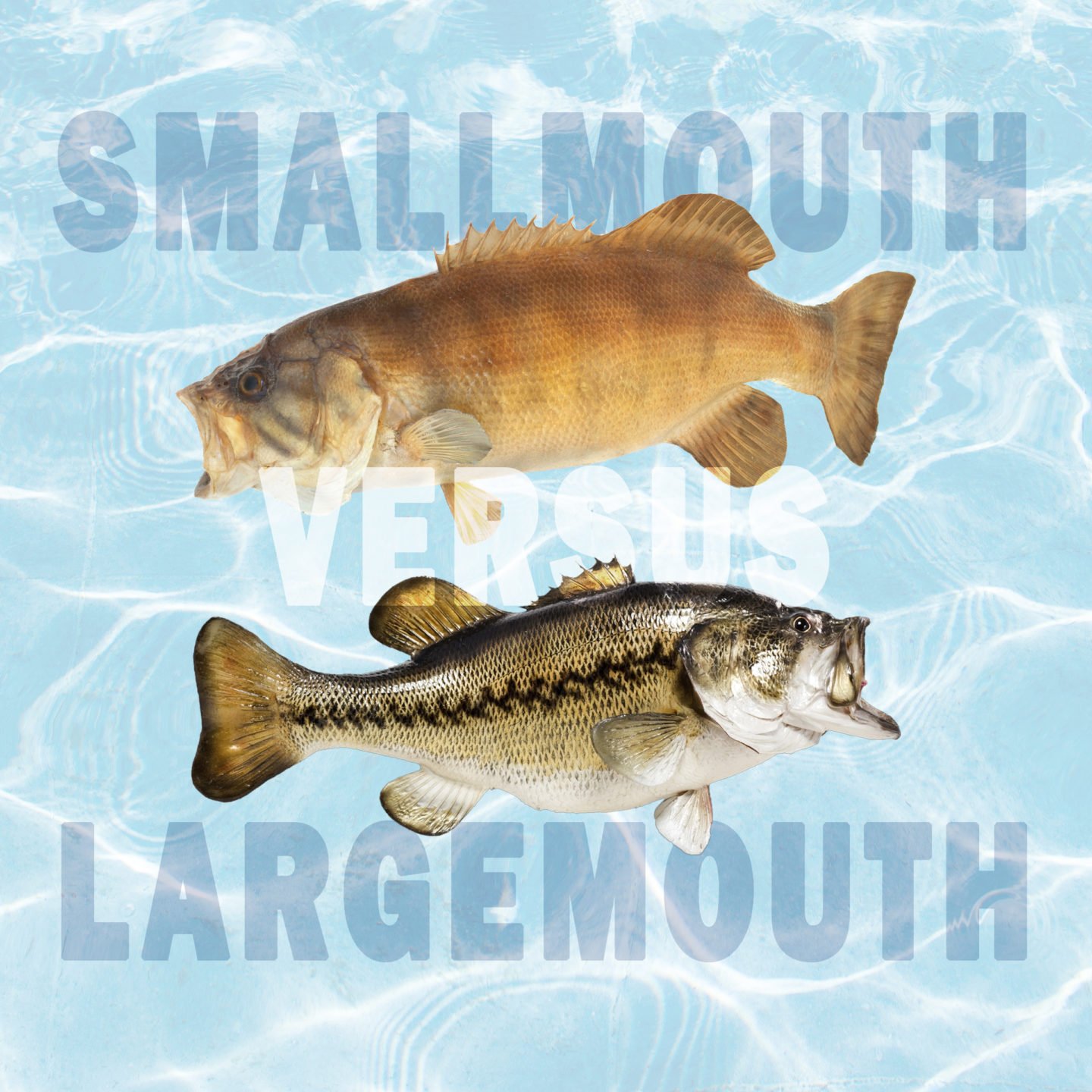 smallmouth vs largemouth bass