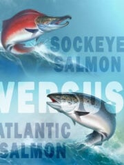 Sockeye vs. Atlantic Salmon: What Is The Difference?