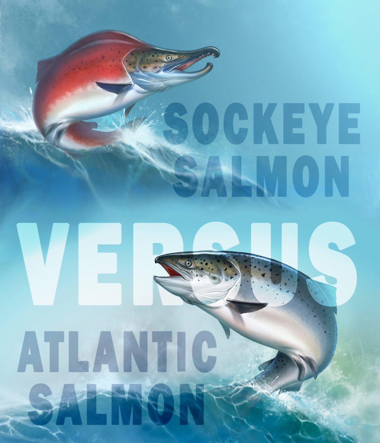 Sockeye vs. Atlantic Salmon What Is The Difference? Tastylicious