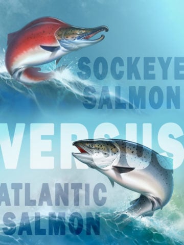 sockeye vs atlantic salmon differences